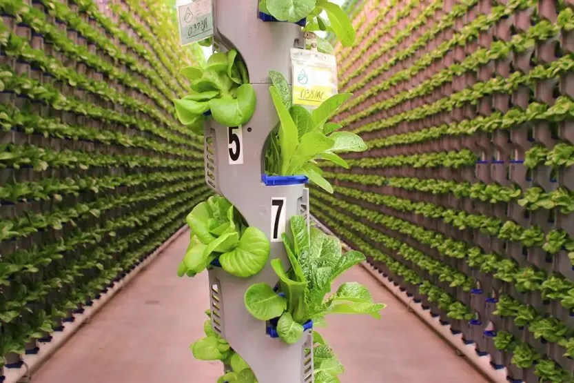 The Vertical Farming Business: Revolutionizing Agriculture in Urban ...